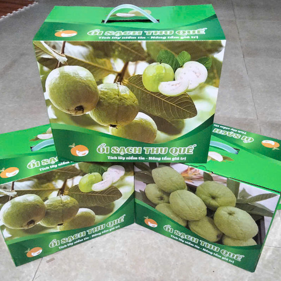 Ổi sạch Thu Quế