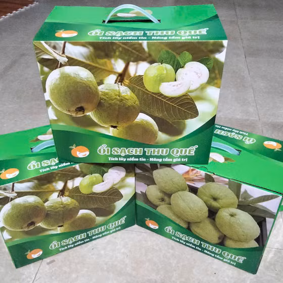 Ổi sạch Thu Quế