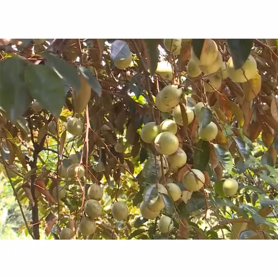 Vú sữa Tân Yên