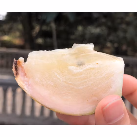 Vú sữa Tân Yên