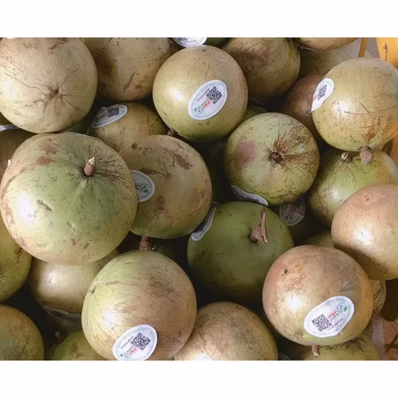 Vú sữa Tân Yên