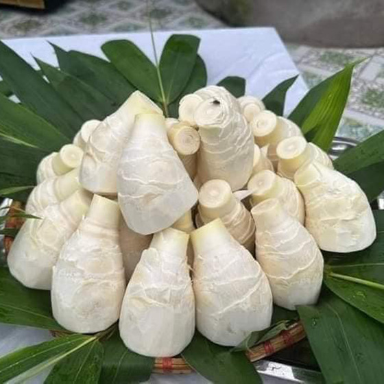 Măng Lục trúc tươi Lâm Sinh Ngọc Châu 