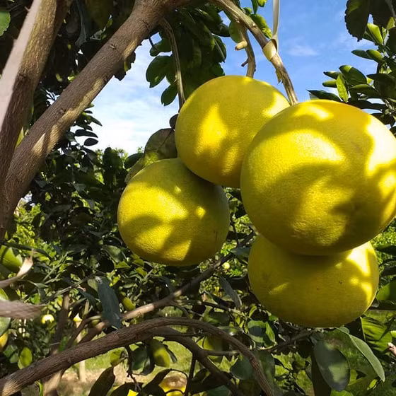 Bưởi Phúc Trạch Thảo Vân