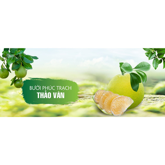 Bưởi Phúc Trạch Thảo Vân