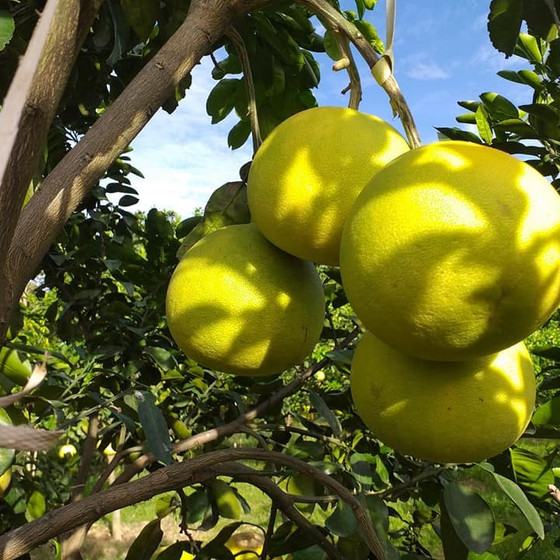 Bưởi Phúc Trạch Thảo Vân