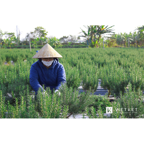 Nụ hương thảo Việt Kết