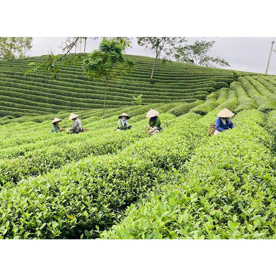 Chè nõn Tân Thái Dương 168