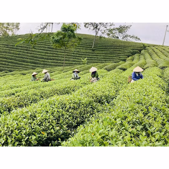 Chè nõn Tân Thái Dương 168