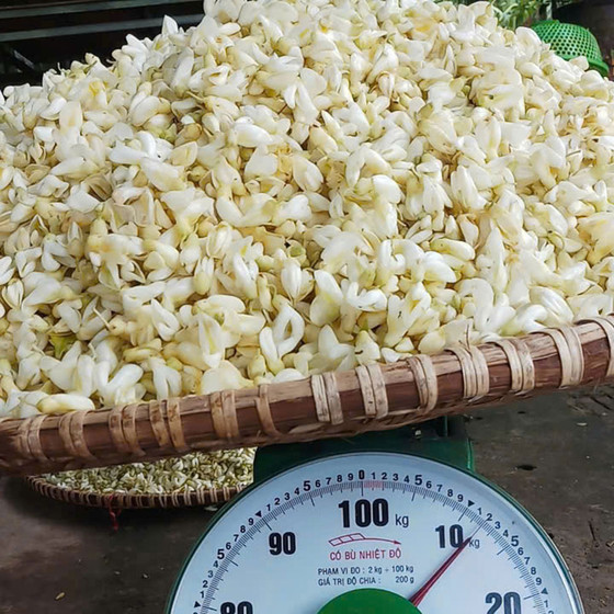 Trà hoa sâm núi Dành