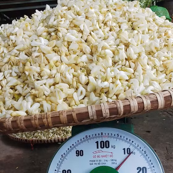 Trà hoa sâm núi Dành