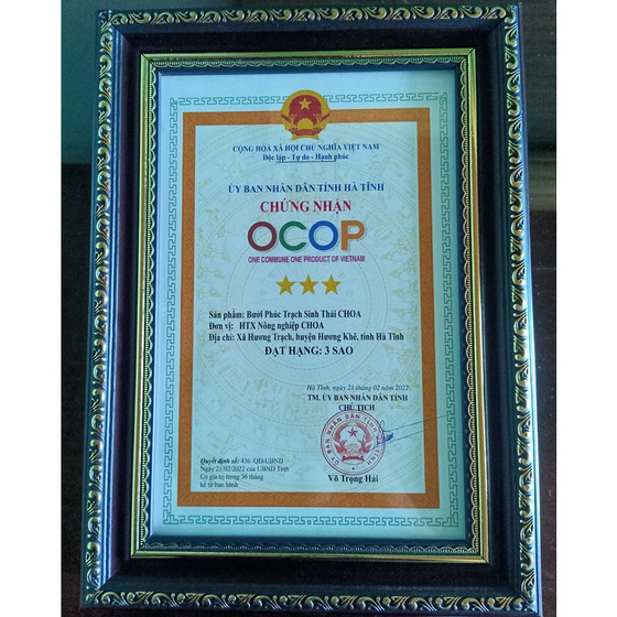 Bưởi Phúc Trạch sinh thái CHOA