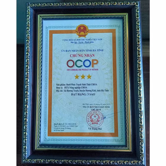 Bưởi Phúc Trạch sinh thái CHOA