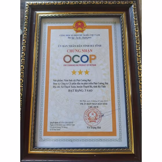 Nấm linh chi Phú Cường Đạt