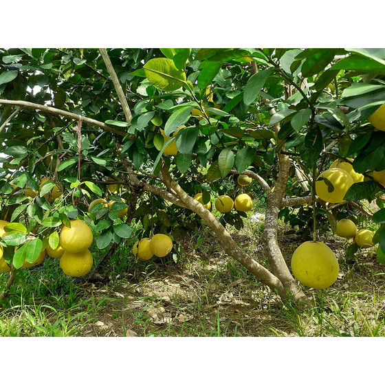 Bưởi Phúc Trạch Bắc Sơn