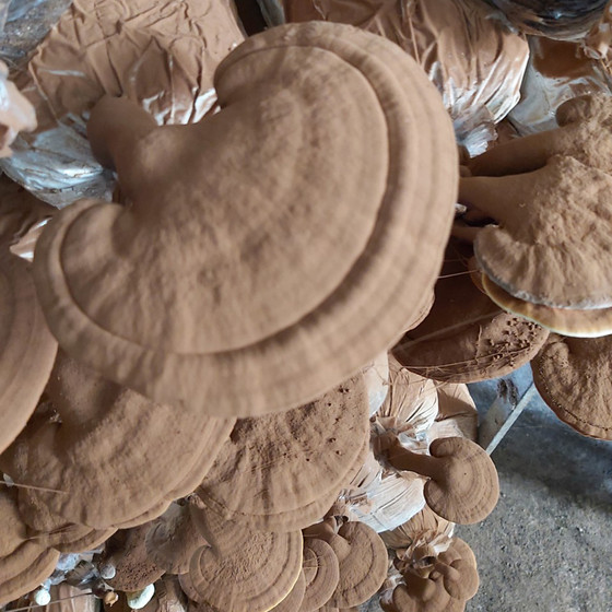 Nấm linh chi Phú Cường Đạt