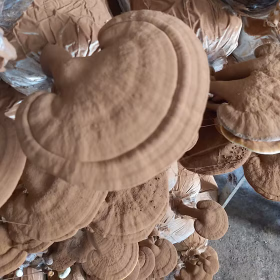 Nấm linh chi Phú Cường Đạt