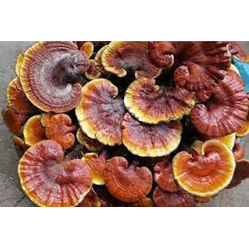 Nấm linh chi Phú Cường Đạt