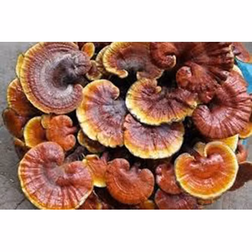 Nấm linh chi Phú Cường Đạt