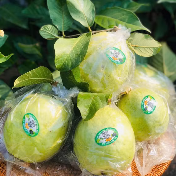 Ổi Đồng Nga