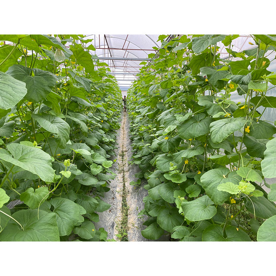 Dưa lưới Bắc Sơn