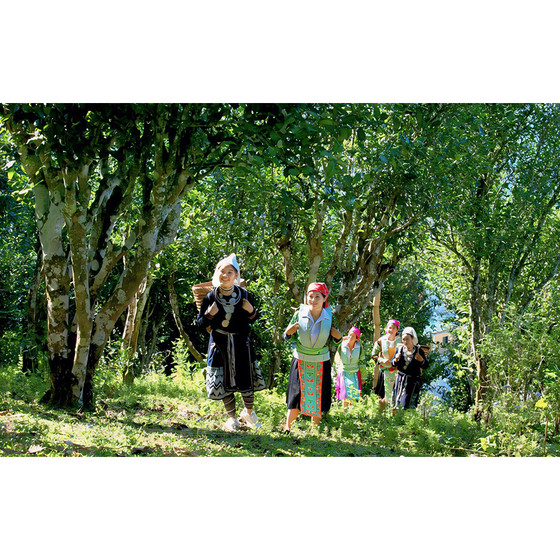 Chè Shan tuyết Hồng Thái 1 tôm 2 lá 