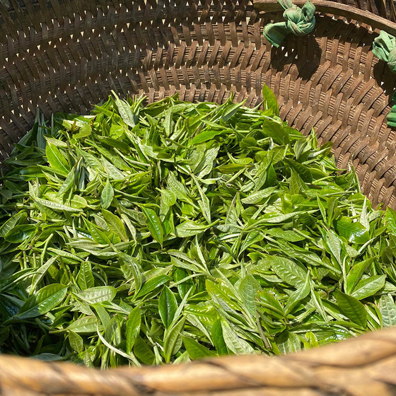 Chè Shan tuyết Hồng Thái 1 tôm 2 lá 