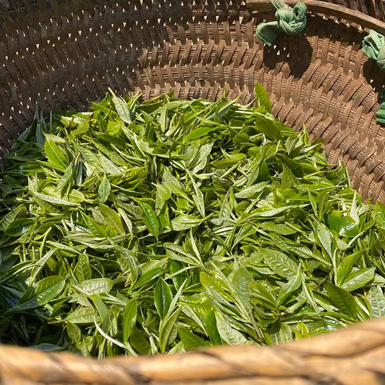 Chè Shan tuyết Hồng Thái 1 tôm 2 lá 