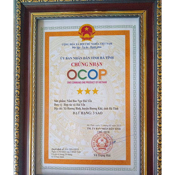 Nấm bào ngư Hải Yến