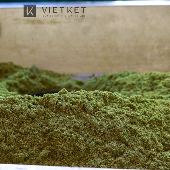 Nụ hương thảo Việt Kết