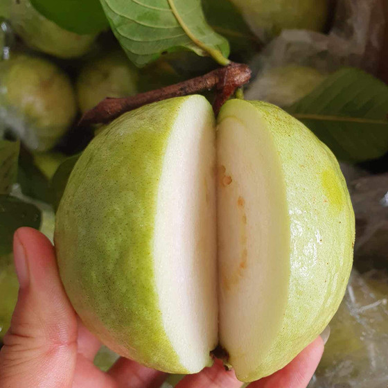 Ổi sạch Thu Quế