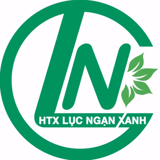 Trà hoa cúc chi