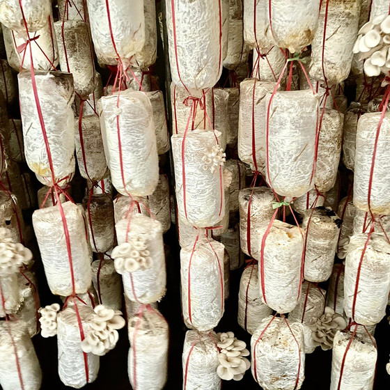 Nấm bào ngư Hải Yến