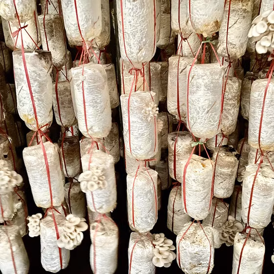 Nấm bào ngư Hải Yến