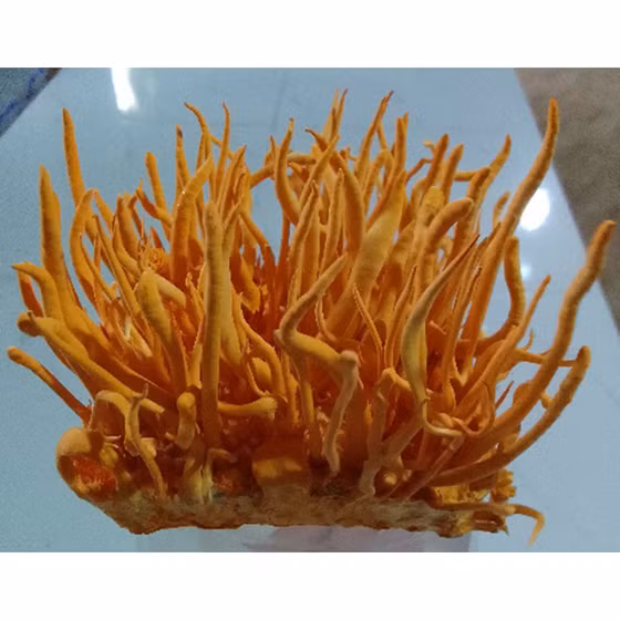 Rượu đông trùng hạ thảo Thiên Tâm