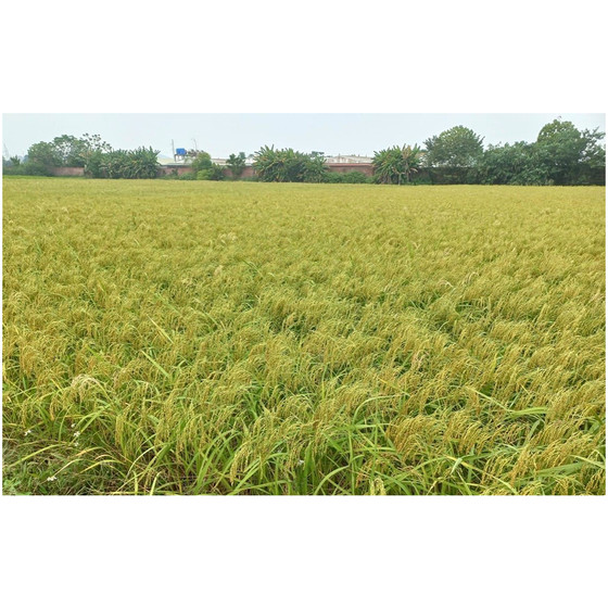 Gạo nếp cái hoa vàng Thái Sơn