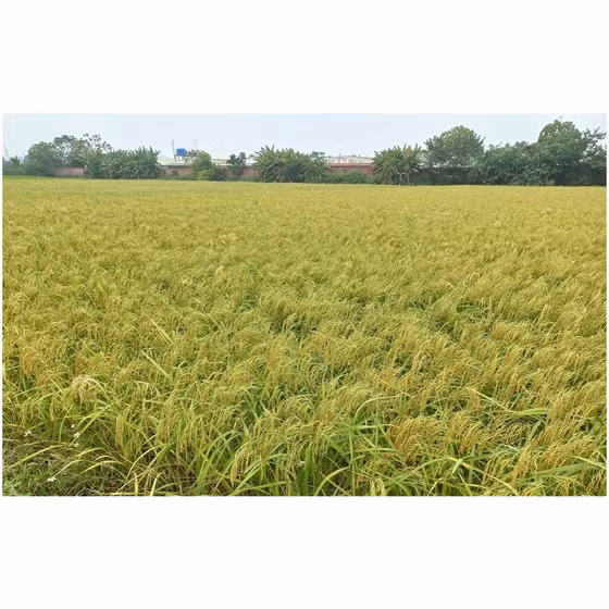 Gạo nếp cái hoa vàng Thái Sơn