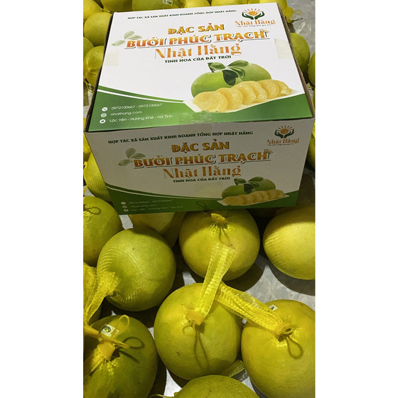 Bưởi Phúc Trạch Nhật Hằng