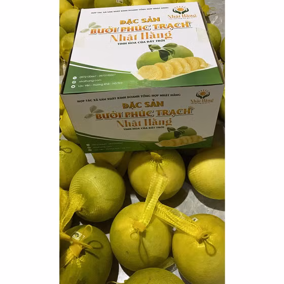 Bưởi Phúc Trạch Nhật Hằng