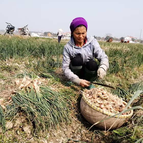 Hành cắt lát sấy khô bà Lý