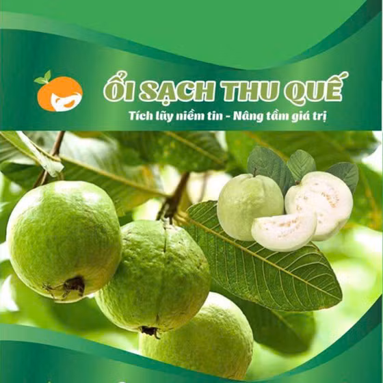 Ổi sạch Thu Quế