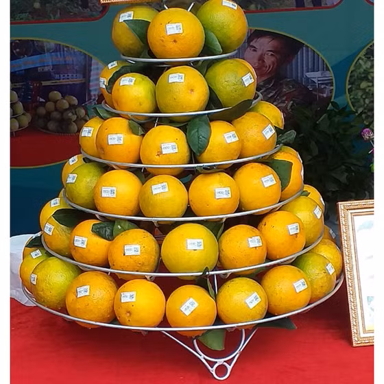 Cam Khe Giao Ngọc Sơn