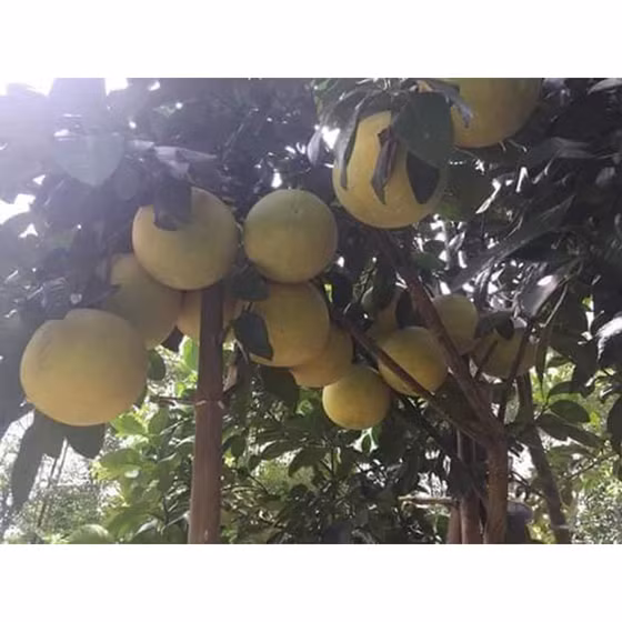 Bưởi Phúc Trạch Nhật Hằng