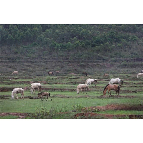Cao ngựa bạch Phong Vân