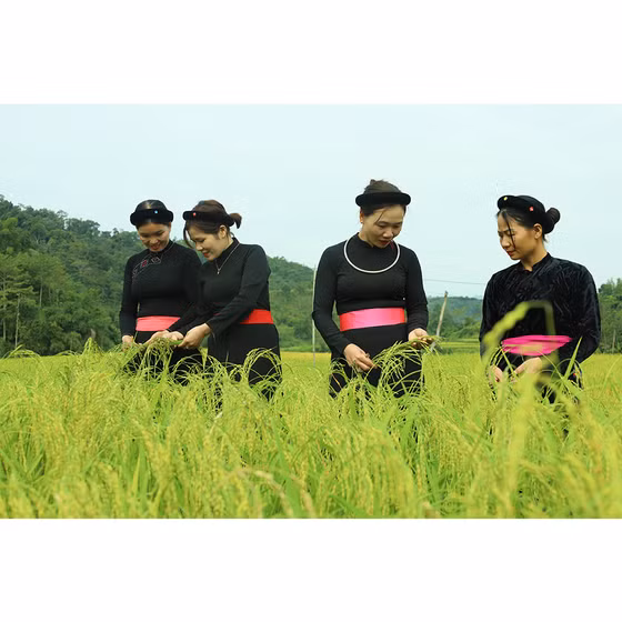 Cốm xanh Thượng Giáp