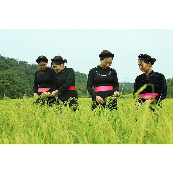 Cốm xanh Thượng Giáp