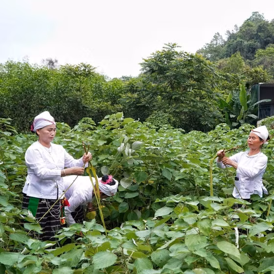 Võng gai Giai Xuân