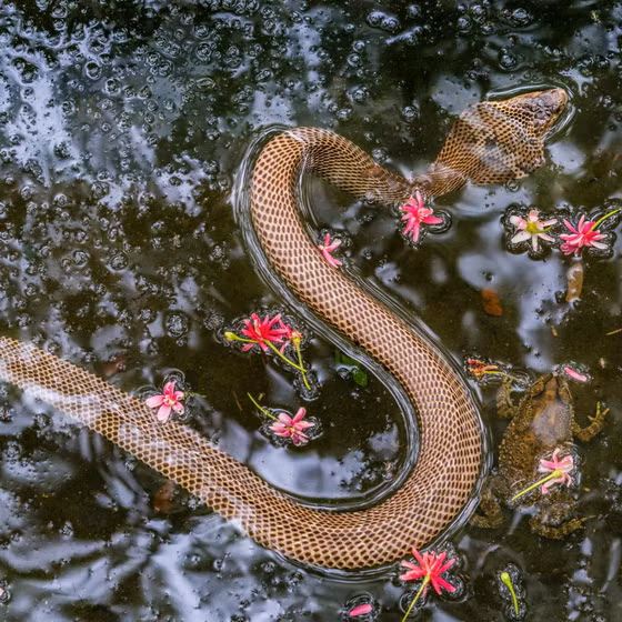 Điểm du lịch trại rắn Đồng Tâm