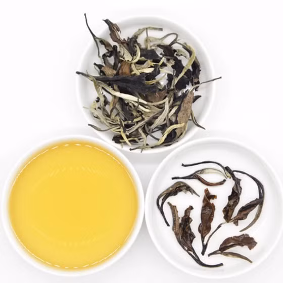 Bạch trà mây Tà Xùa