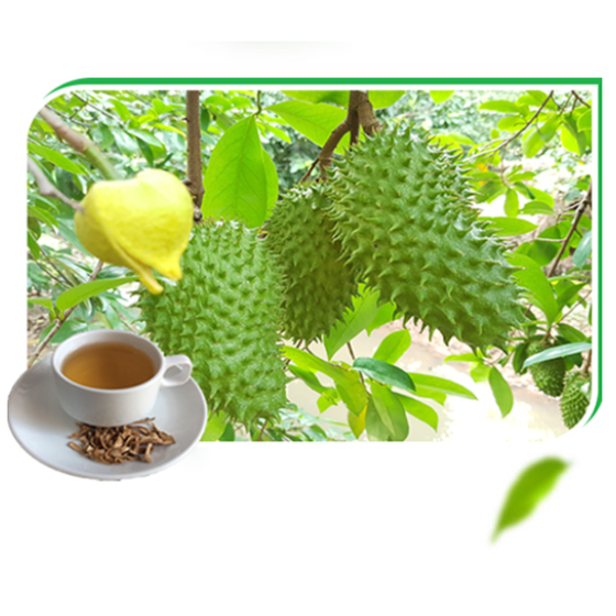 Trà mãng cầu xiêm Vĩnh Phát (Travipha) 