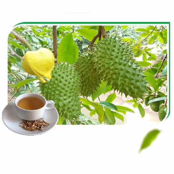 Trà mãng cầu xiêm Vĩnh Phát (Travipha) 